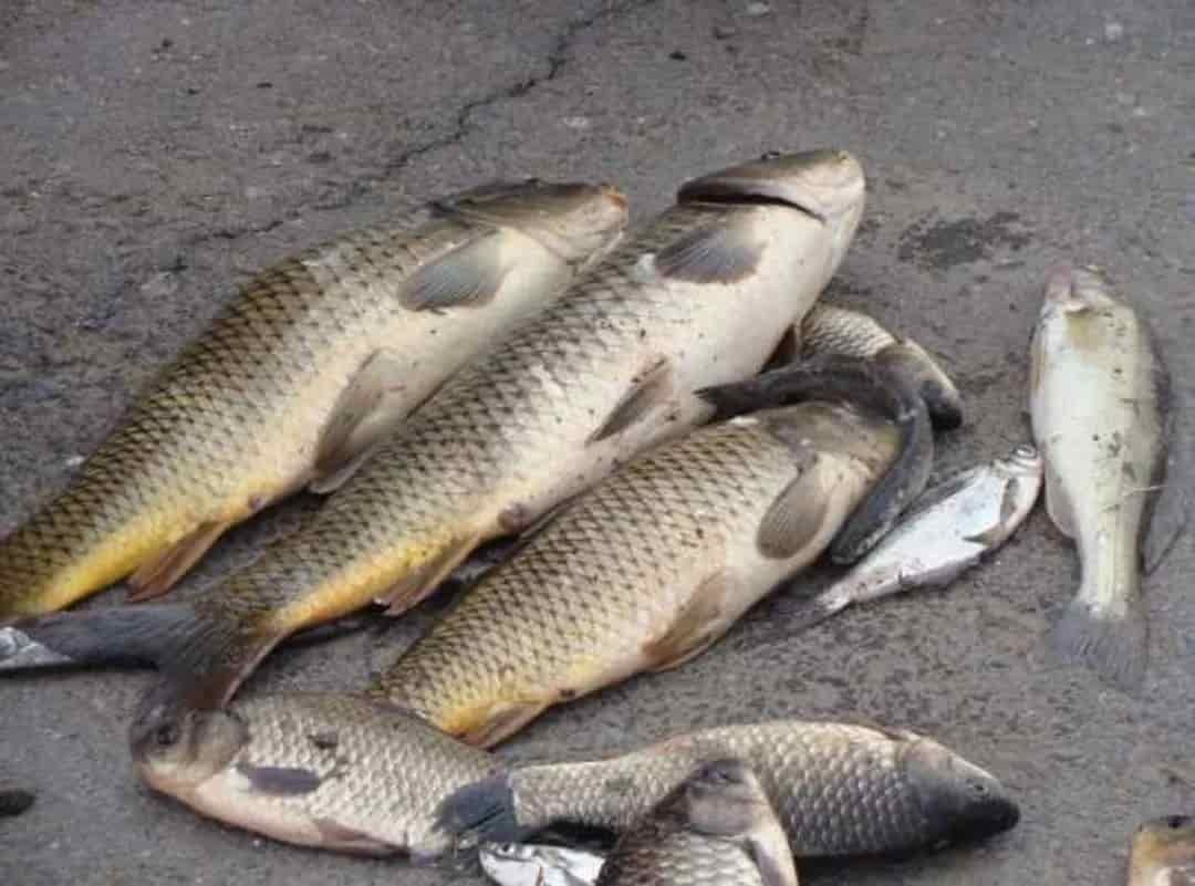 تصویر 3 از ماهی کپور متوسط با وزن استاندارد و کیفیت مناسب پخت